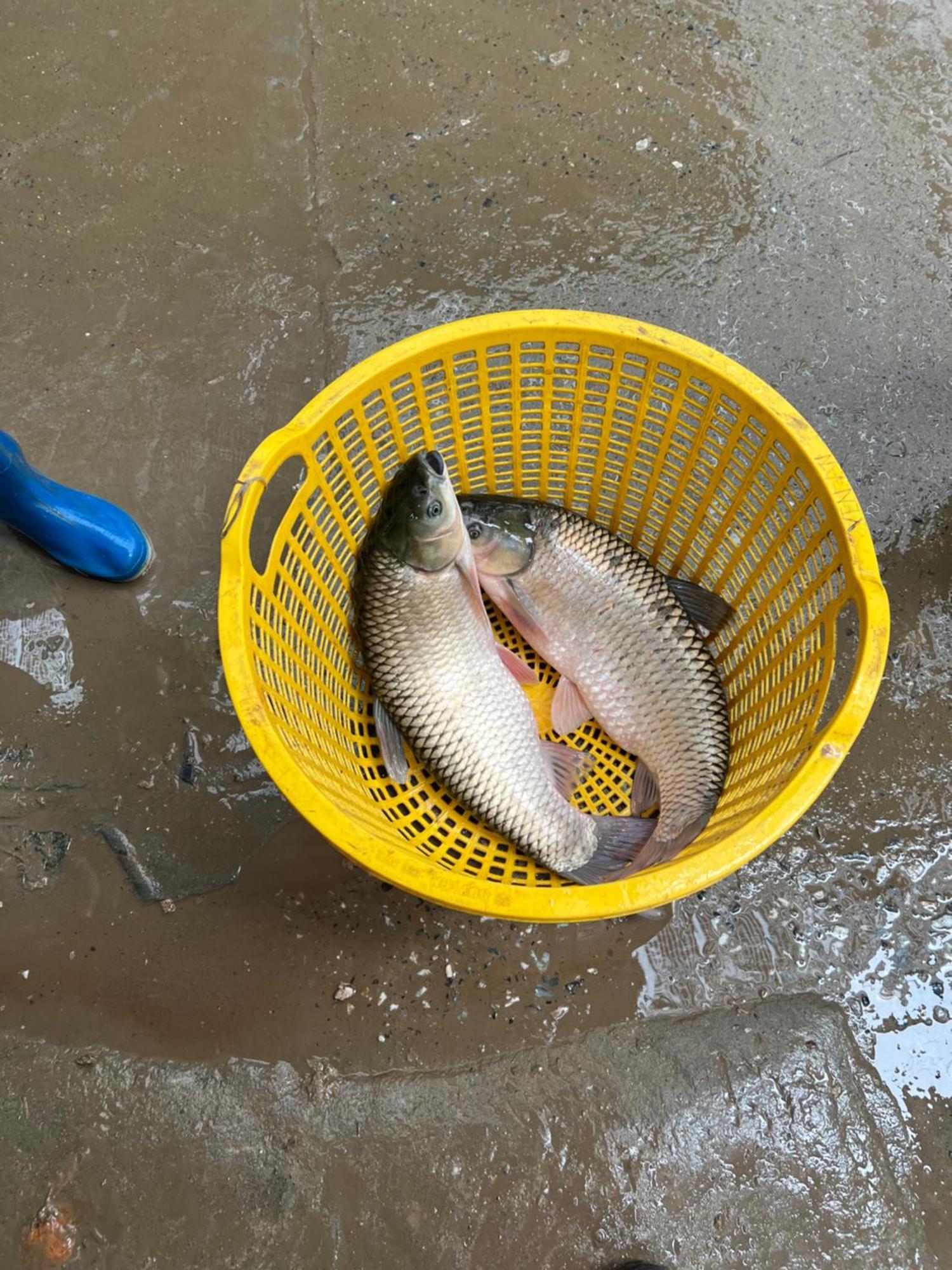 Fish Farm Yen Bai
